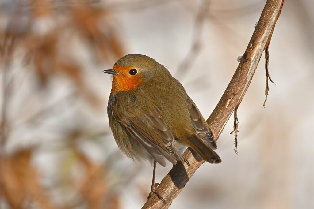 robin, bird, songbird-8621071.jpg